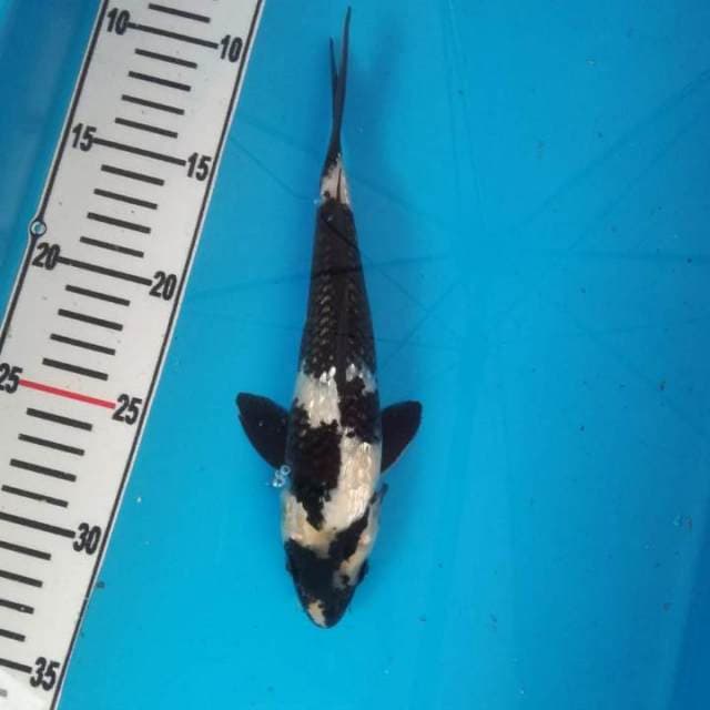 NEAR KOI - 23cm - SHIRO GINRIN - M