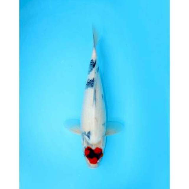TANCHO SHOWA TATEGOI FEMALE 46 CM