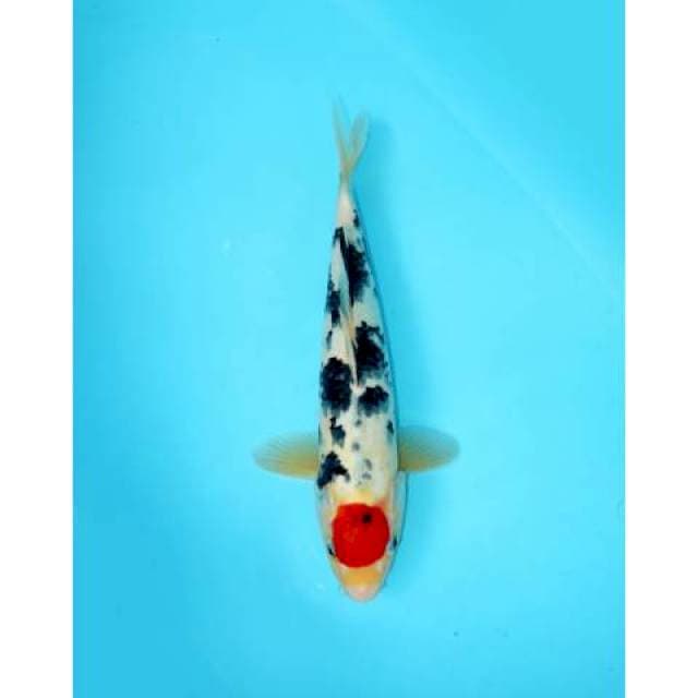 TANCHO SANKE FEMALE 38 CM