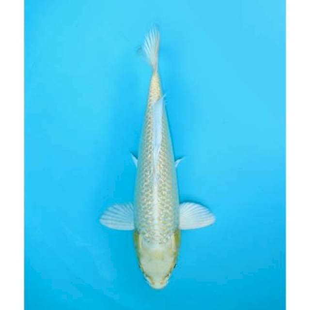 YAMABUKI OGON GINRIN 24 CM MALE