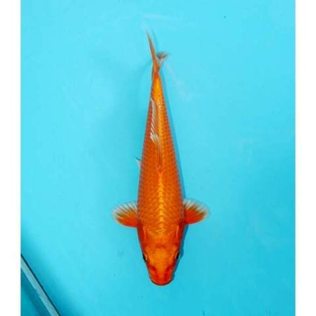 ORENJI OGON 23 CM FEMALE
