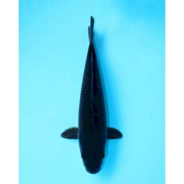 HAJIRO 25 CM MALE