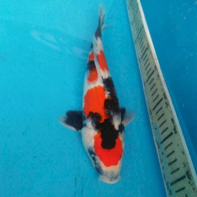 32 cm