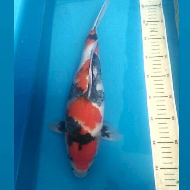 Showa, 38 cm