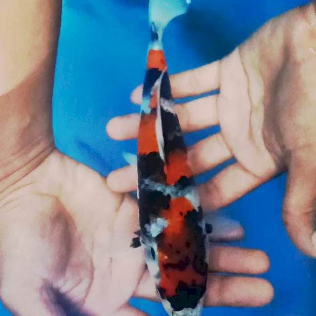 Male Showa 23 cm rapikan mulut dikit