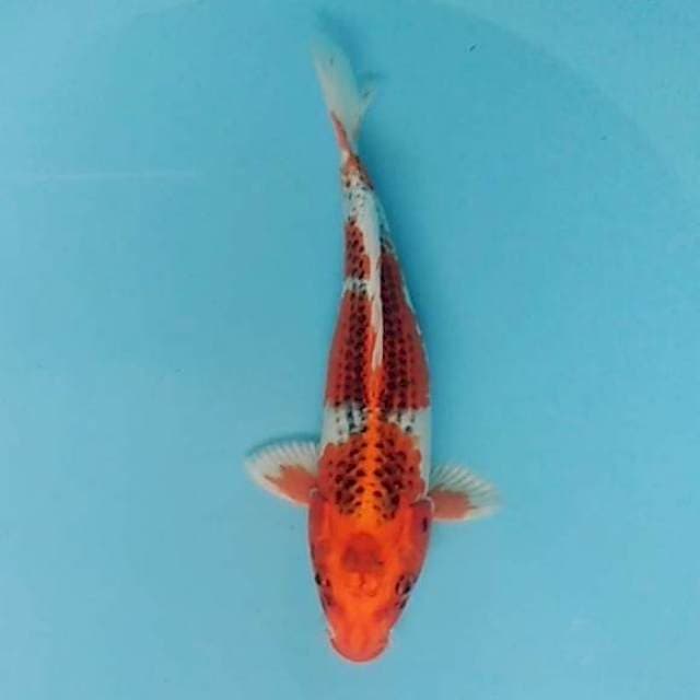Kujaku motoaka 28cm