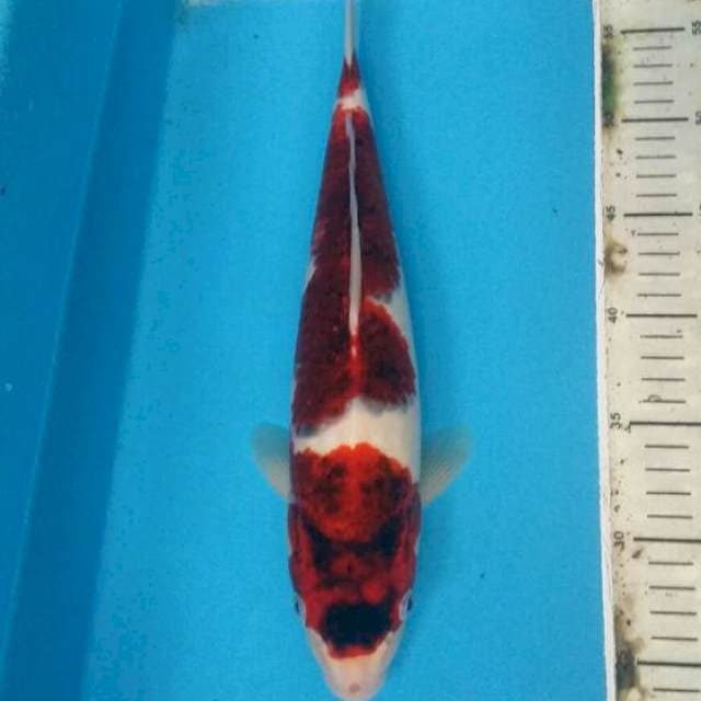 Goromo 