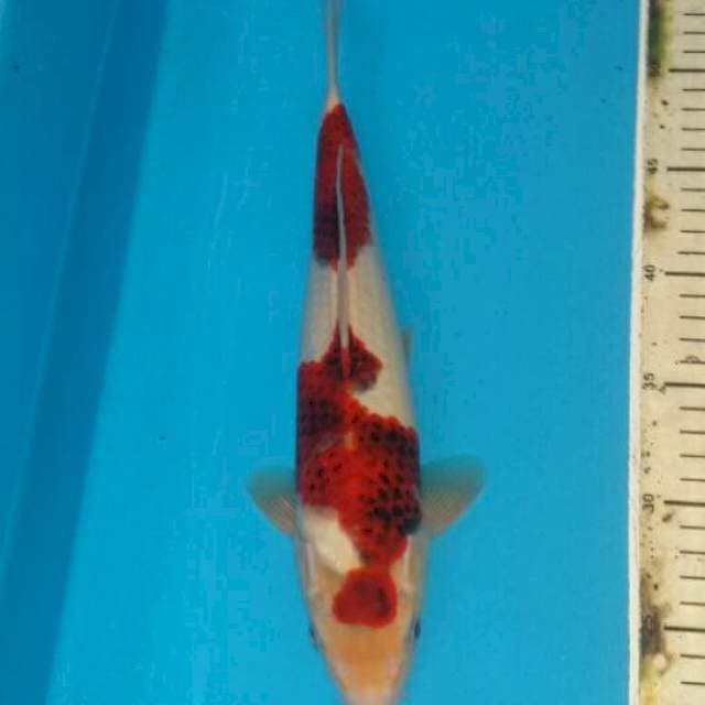 Goromo 