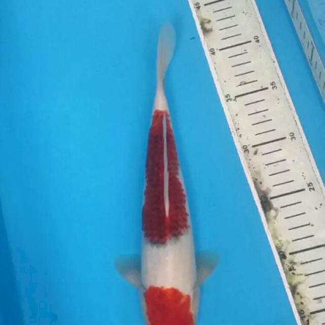 Goromo 