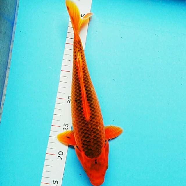 Aka matsuba  bulky 30cm