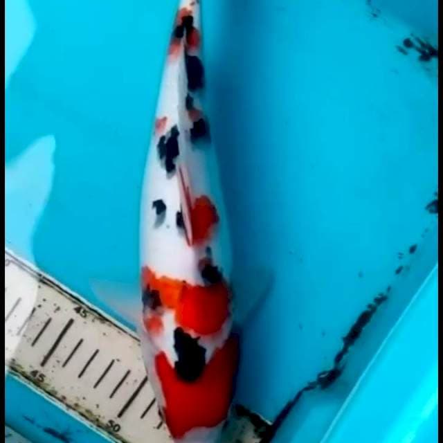 32cm SANKE