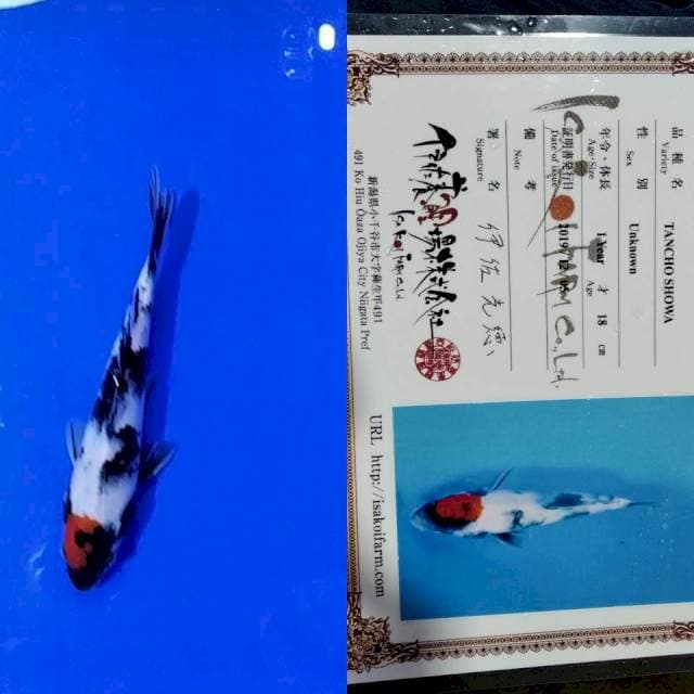 Tancho import isa