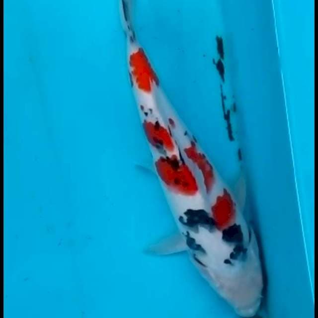 29cm SANKE gundul