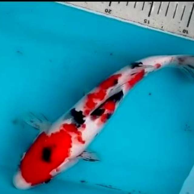 30cm SANKE totol"