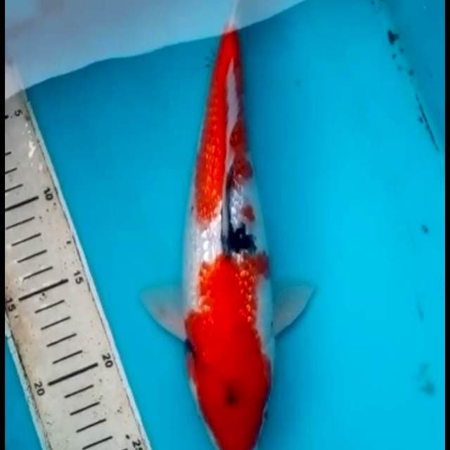 30cm SHOWA GINDRIN