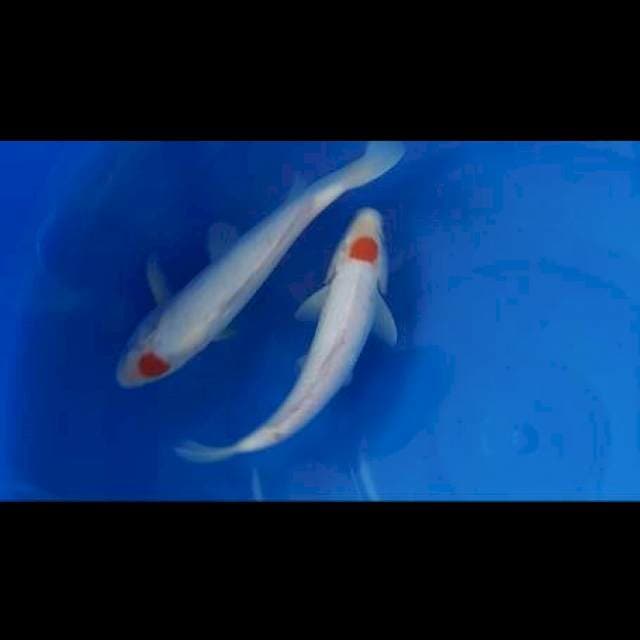 Tanco kohaku