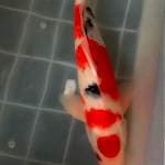 Sanke istimewa size 40 cm