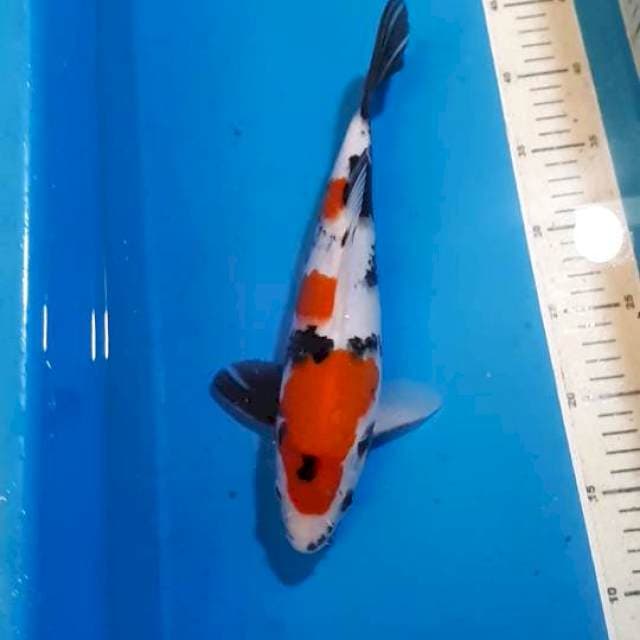 SHOWA 30 CM