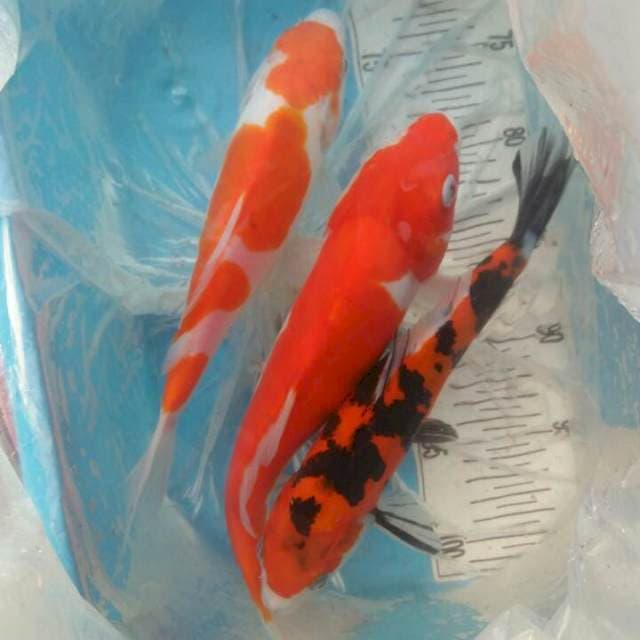 Kohaku sanke 25,27 cm doit murni
