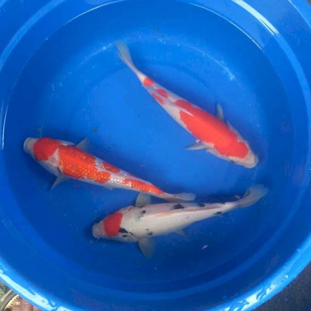 Sk f1 kohaku