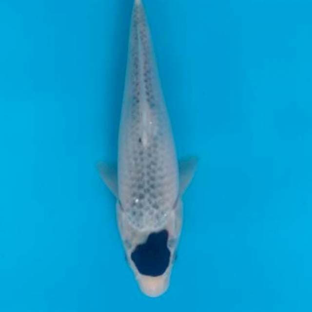 Tanco goromo original 25cm