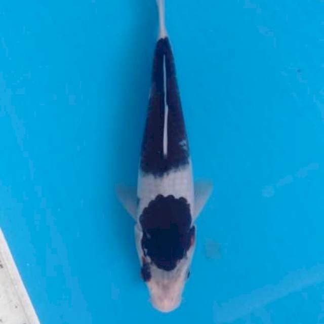 Goromo 25cm