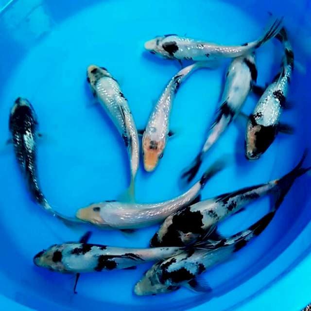10 ekor || 15-20cm || SHIRO GINRIN
