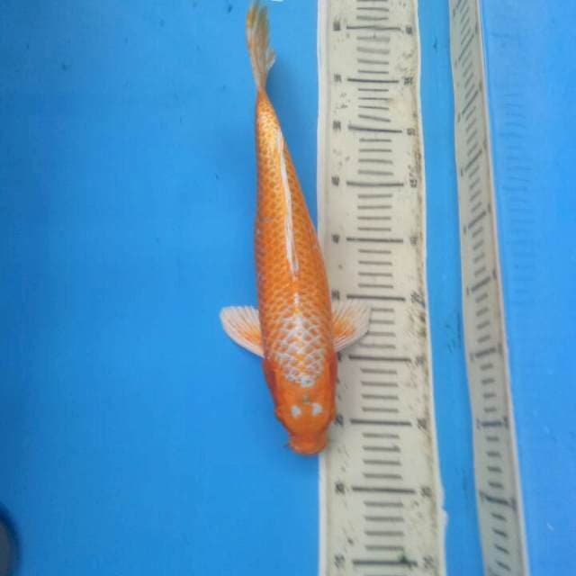 f1 orenji ogon