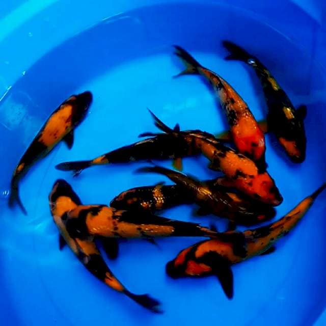 10 ekor || 15-20cm || UTSURI