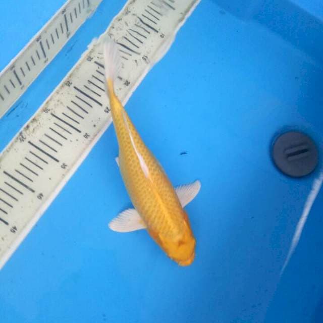 f1 yambuki ogon