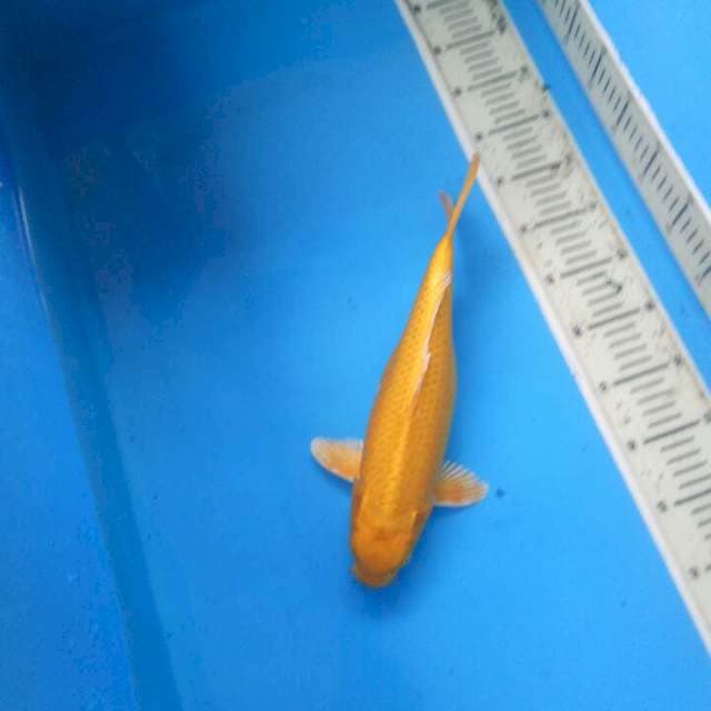 f1 yamabuki ogon