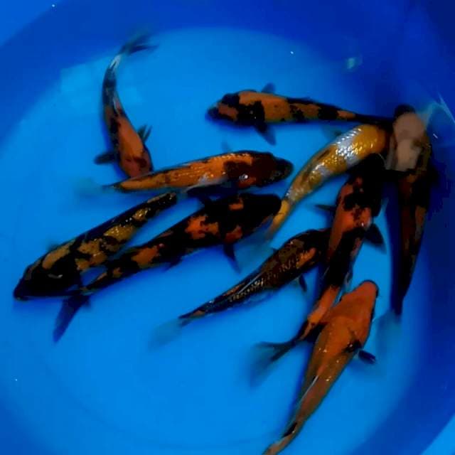 10 ekor || 15-20cm || GINRIN