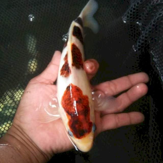 26 cm budogoromo