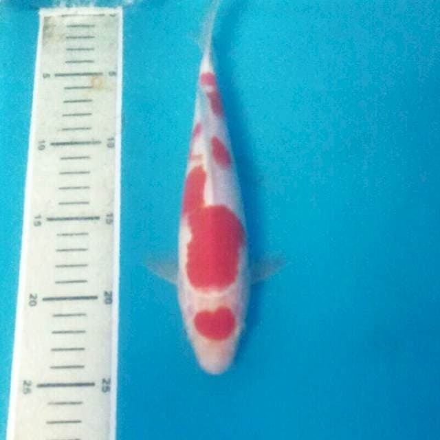 Kohaku, male 23 cm