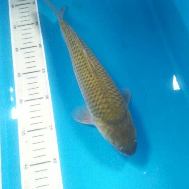 Midori, male 31 cm