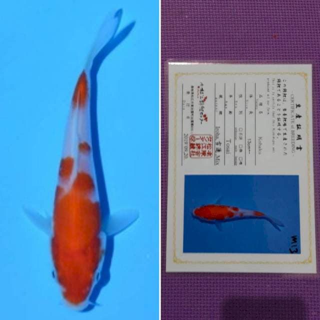 Matsue kohaku 12cm serti