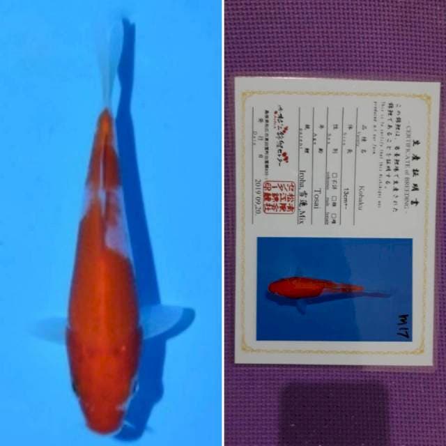 Matsue kohaku 12cm serti