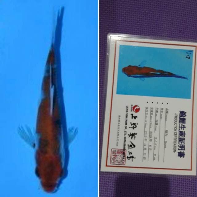 Ueno showa 12cm serti