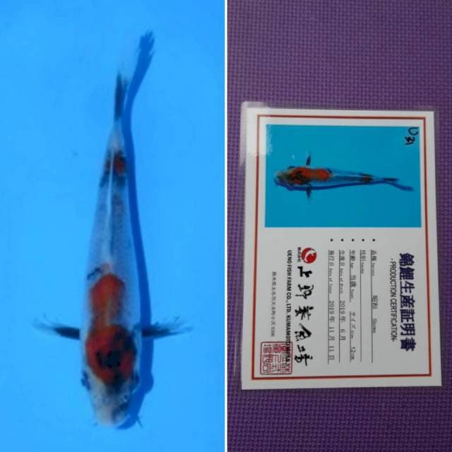 Ueno showa 13cm serti