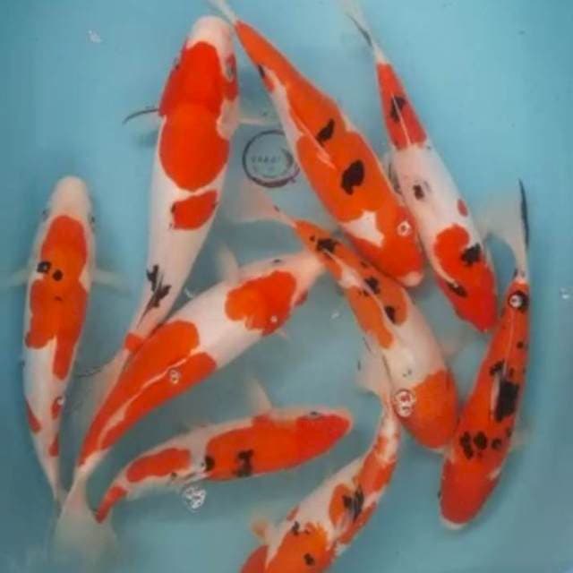 Sanke doitsu 25-31 cm 9 ekor