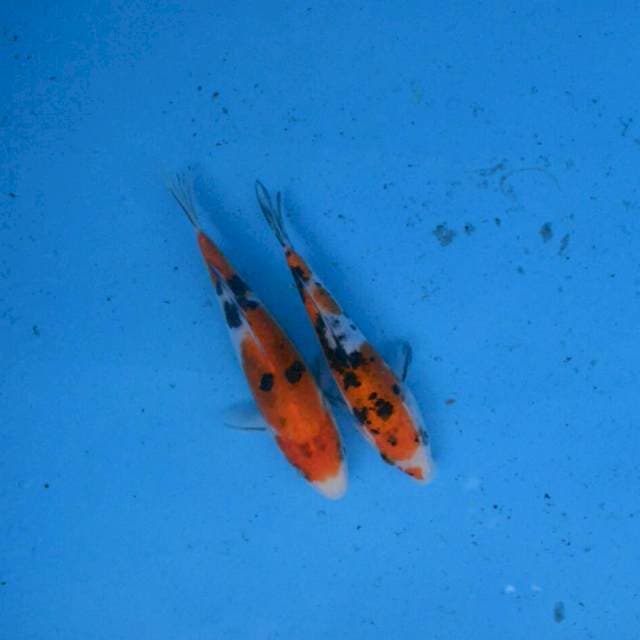 Duo Sanke Doitsu F1