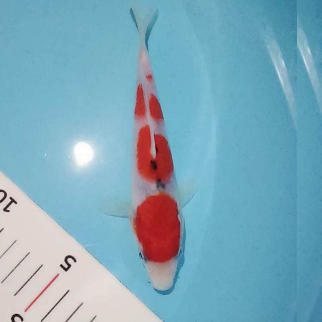 Sanke tategoi 17cm original