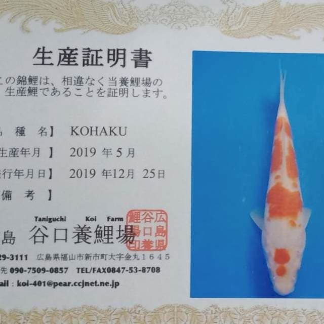 Kohaku taniguchi import tosai
