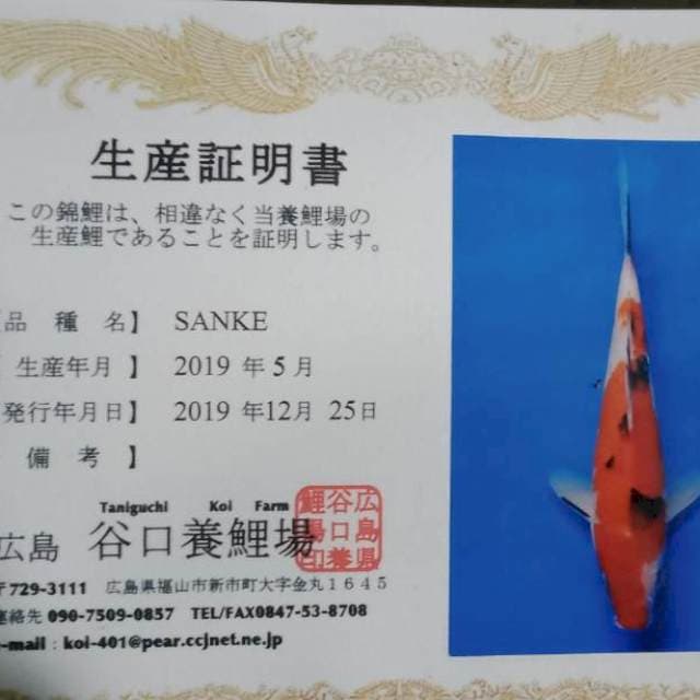 Sanke taniguchi import tosai