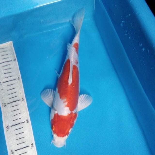 Kohaku Hikari