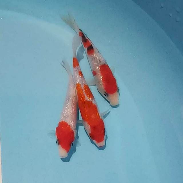 Tiga ginrin ori 12-14cm siip