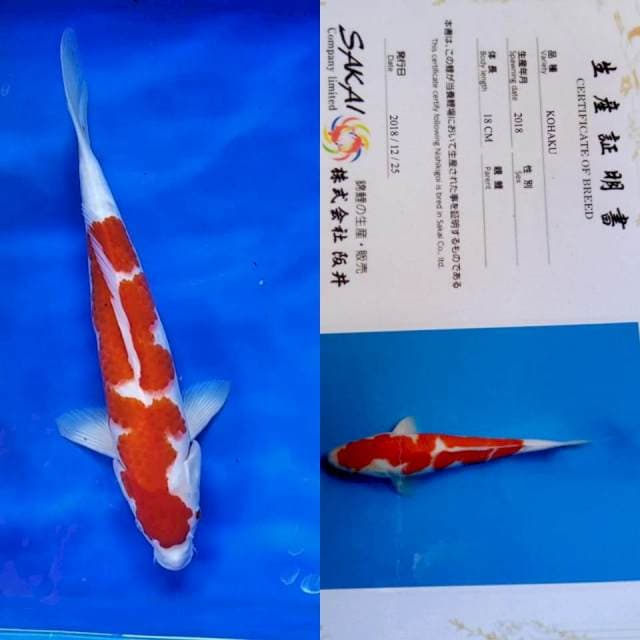 Kohaku Sakai fish farm