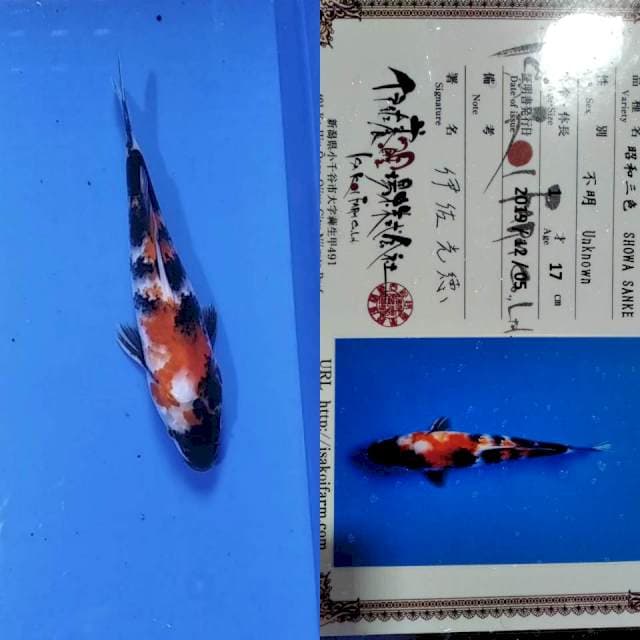 Showa import isa