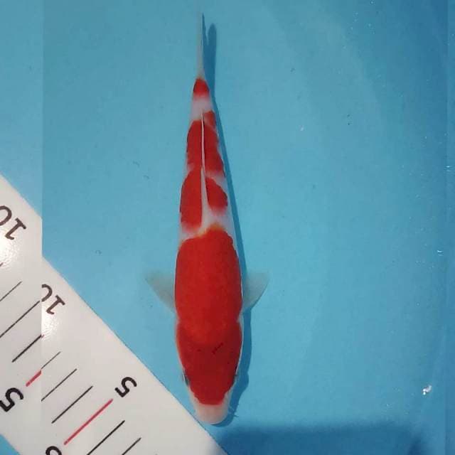 Kohaku orisinil 19cm siip