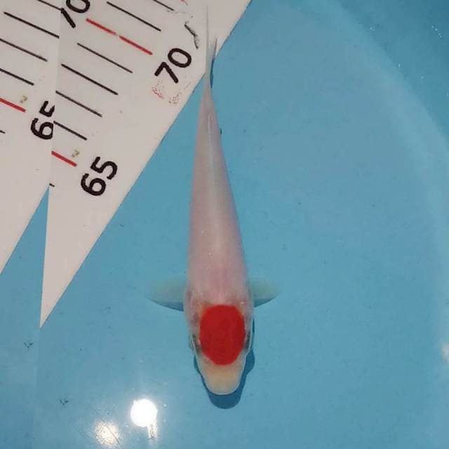 Tancho kohaku siip 12cm orisinil